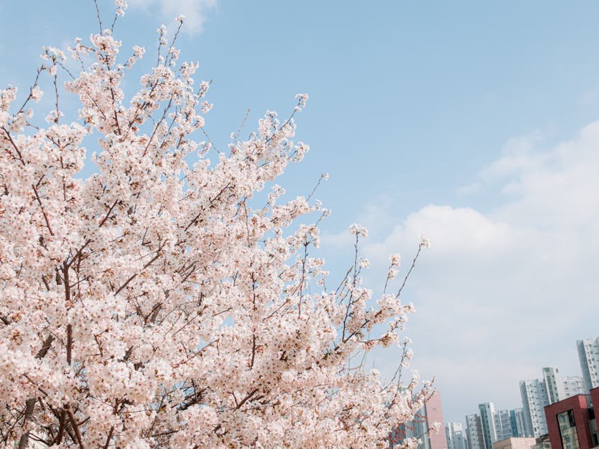 Beautiful cherry blossom trees in full bloom against a bright blue sky and urban skyline.