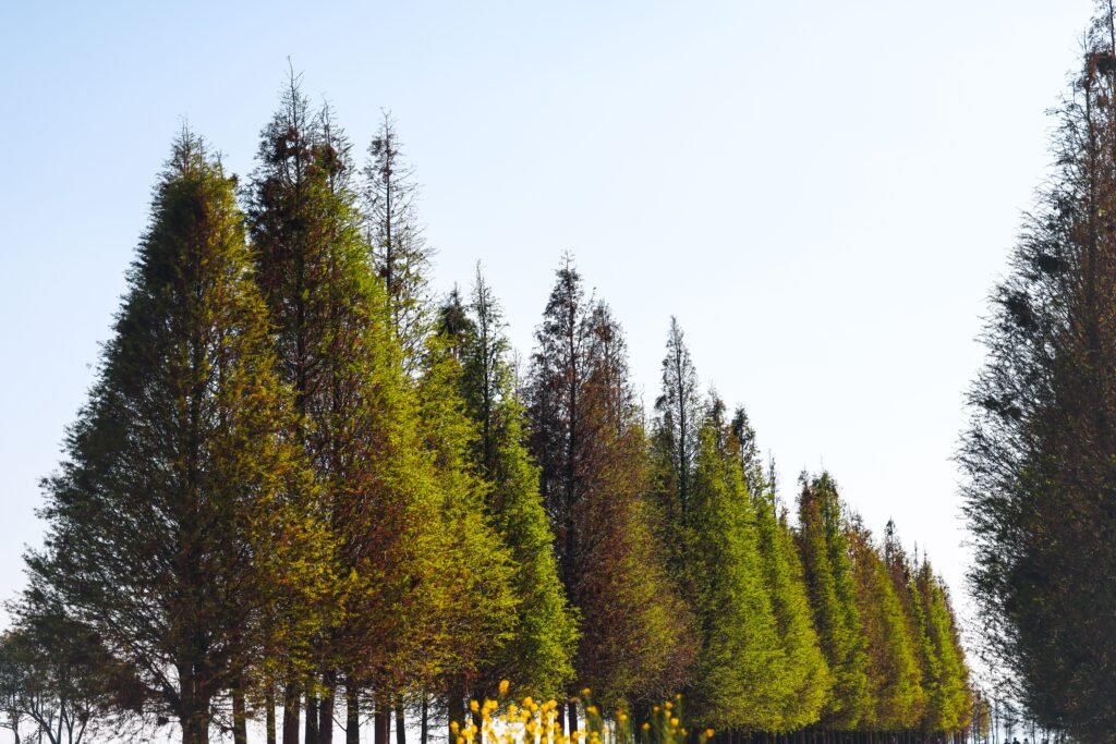 Vibrant row of pine trees showcasing lush greenery under a clear blue sky.